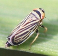 Amblysellus curtisii