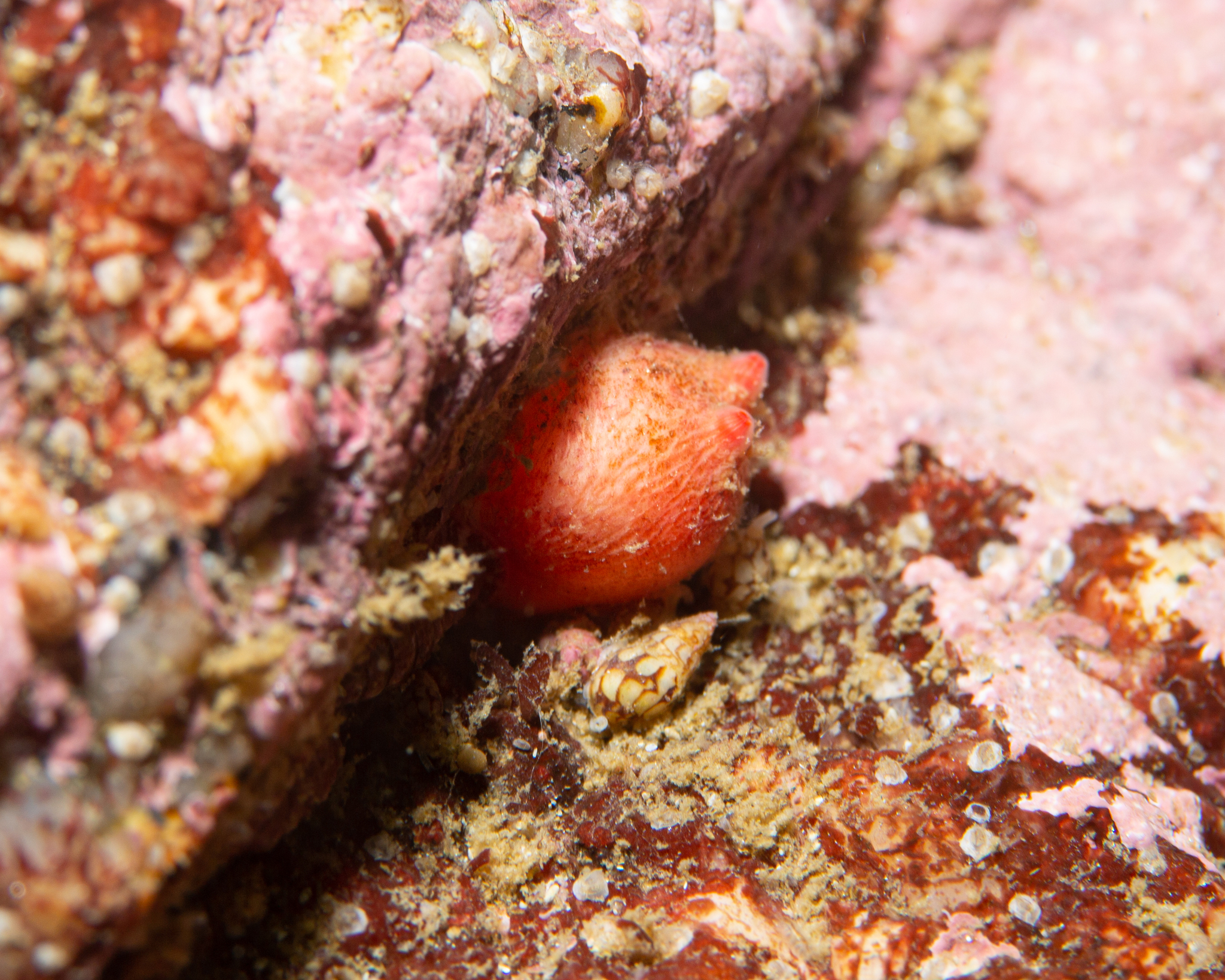 Blood Drop Sea Squirt photo 3