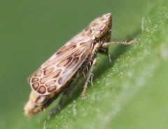 Latalus