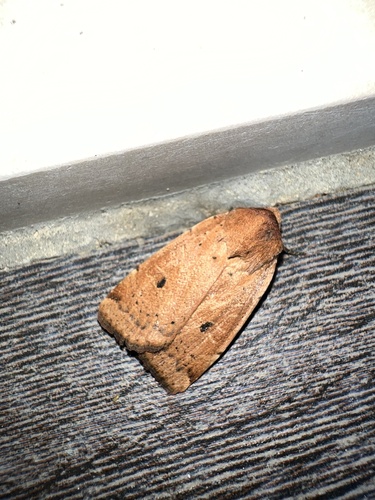 mora prvosienková (Noctua comes)