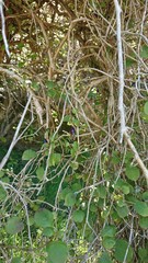 Fuchsia perscandens