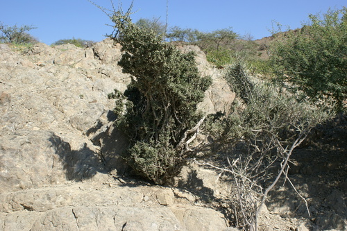 Boscia arabica