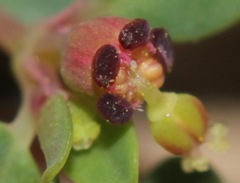 Euphorbia simulans