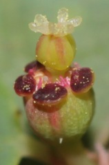 Euphorbia simulans