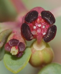 Euphorbia simulans