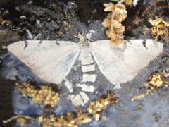 Digrammia triviata