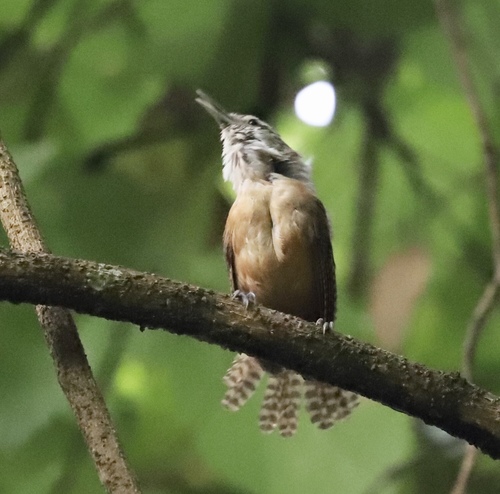 Buff-breasted Wren (Cantorchilus leucotis), photo 4