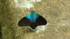 Telegonus alardus latia