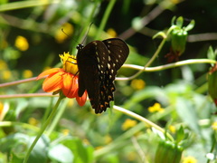 Papilio menatius victorinus