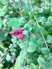 Symphoricarpos × chenaultii