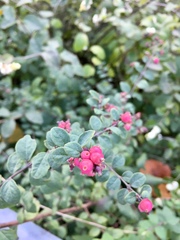 Symphoricarpos × chenaultii