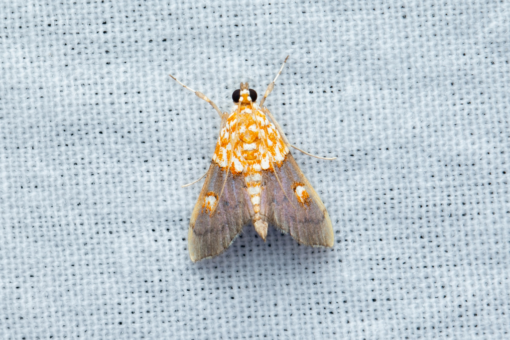 Agrotera effertalis