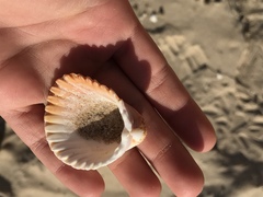 Trachycardium procerum