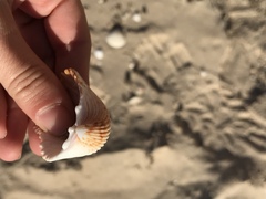 Trachycardium procerum