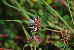 Trifolium glomeratum image