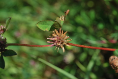 Trifolium glomeratum image