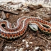 Coast Garter Snake - Photo (c) Steve Jurvetson, some rights reserved (CC BY)
