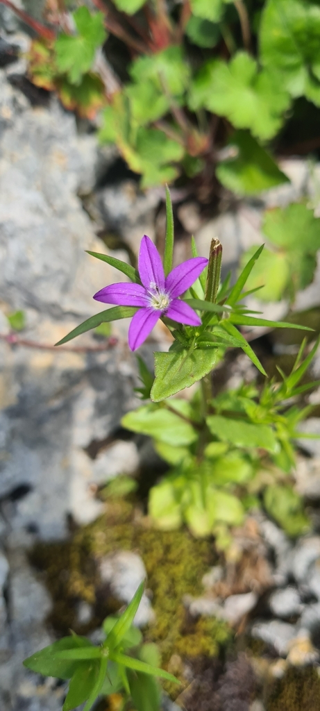 Spicate Venus'-looking-glass from Roma, Lazio, IT on May 25, 2023 at 01 ...
