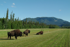 Bison bison athabascae