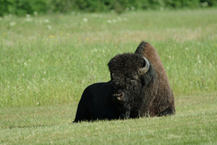 Bison bison athabascae