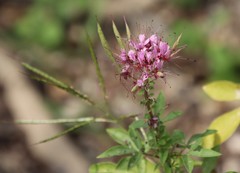 Polanisia dodecandra riograndensis