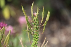 Polanisia dodecandra riograndensis