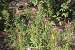 Polanisia dodecandra riograndensis