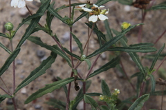 Melampodium cinereum