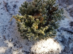 Selaginella acanthonota