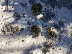 Selaginella acanthonota