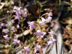 Dicerandra linearifolia
