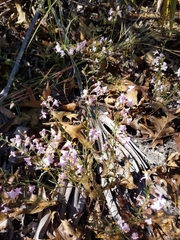 Dicerandra linearifolia