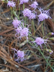 Liatris patens