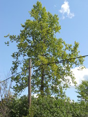 Ulmus thomasii
