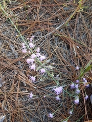 Liatris patens