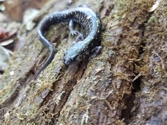 Plethodon grobmani