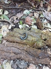 Plethodon grobmani