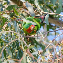 Swift Parrot photo 4