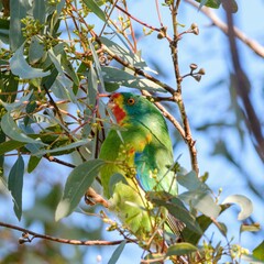 Swift Parrot photo 3