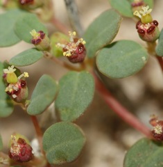 Euphorbia simulans
