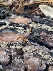 Centruroides hentzi