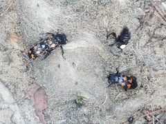 Nicrophorus carolina