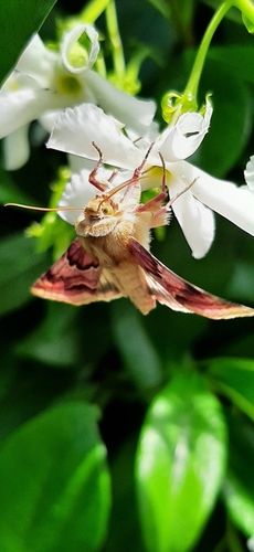 Periphanes delphinii