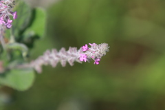 Aloysia