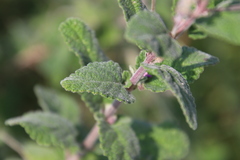 Aloysia