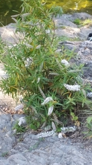 Veronica stenophylla stenophylla