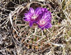 Echinofossulocactus dichroacanthus