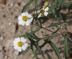 Melampodium cinereum