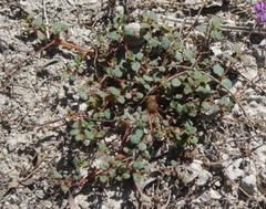 Euphorbia simulans