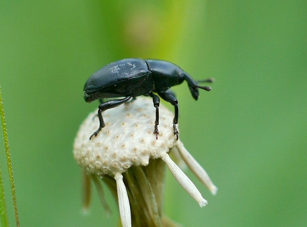 Timid Mallow Weevil